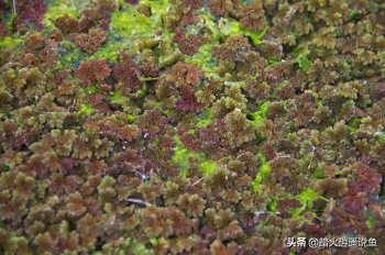 浮萍怎么繁殖_浮萍的繁殖技术