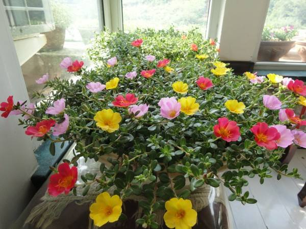 太阳花怎么养_太阳花养殖方法