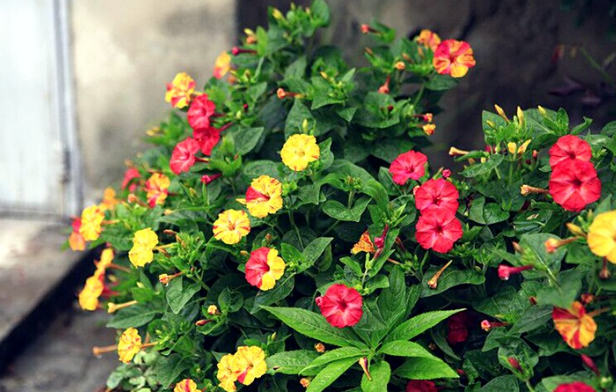 胭脂花怎么养_胭脂花养殖方法