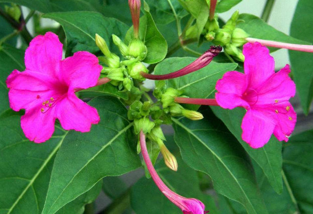 胭脂花怎么养_胭脂花养殖方法