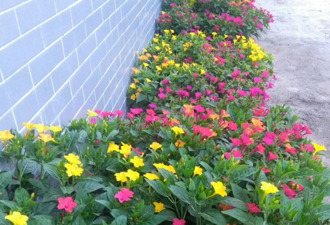 胭脂花怎么养_胭脂花养殖方法