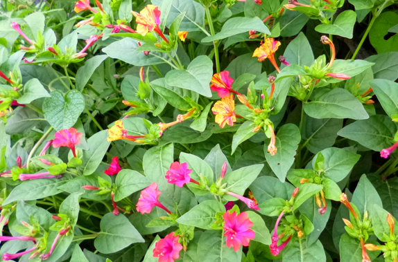 胭脂花怎么养_胭脂花养殖方法