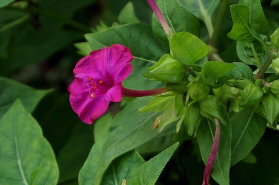 胭脂花怎么养_胭脂花养殖方法