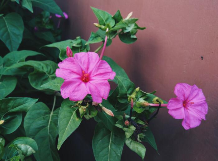 胭脂花怎么养_胭脂花养殖方法