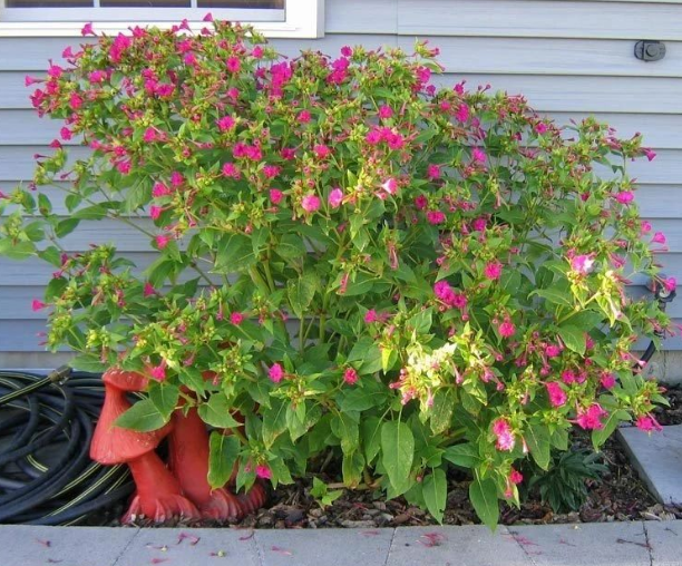 胭脂花怎么养_胭脂花养殖方法