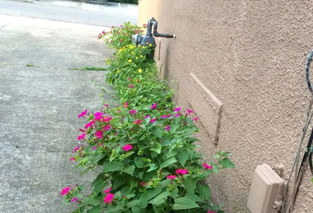 胭脂花怎么养_胭脂花养殖方法
