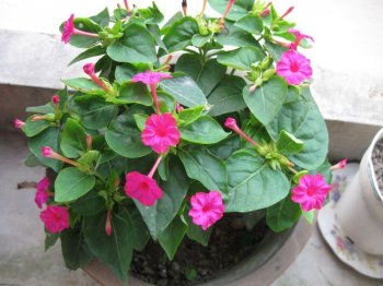 胭脂花怎么养_胭脂花养殖方法
