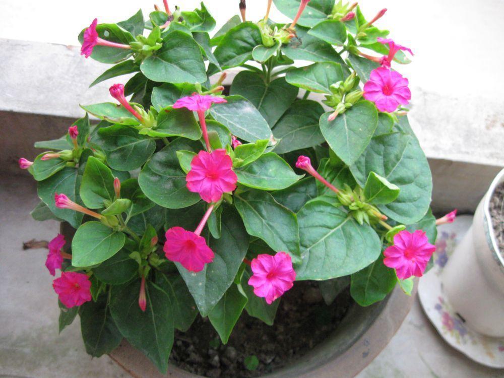胭脂花怎么养_胭脂花养殖方法