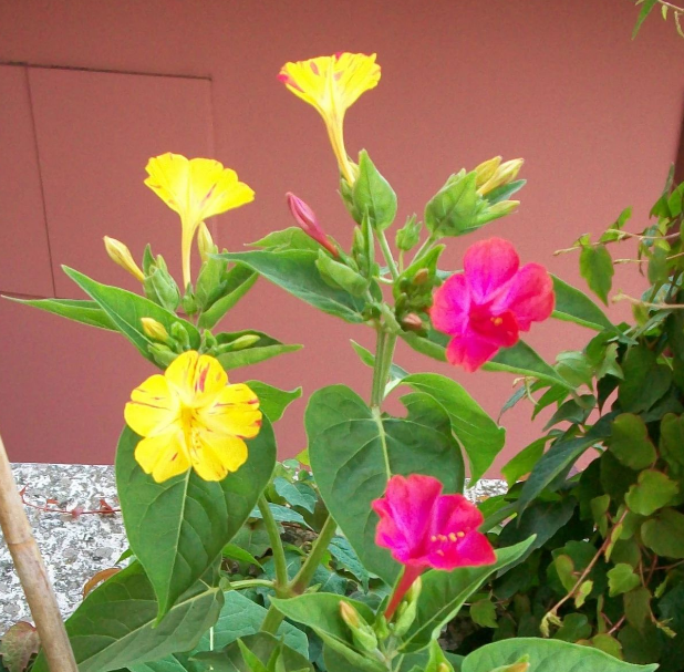 胭脂花怎么养_胭脂花养殖方法