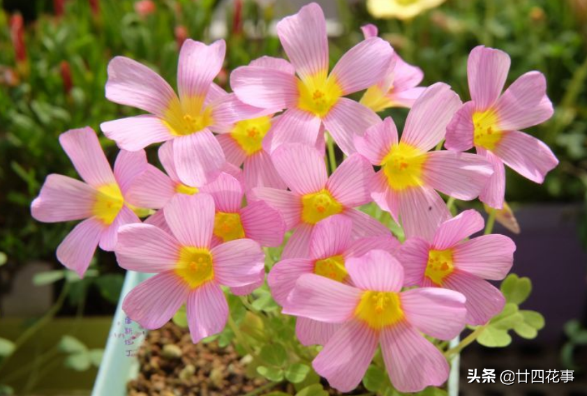 黄花酢浆草怎么养_黄花酢浆草养殖方法