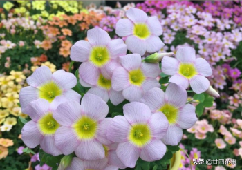 黄花酢浆草怎么养_黄花酢浆草养殖方法