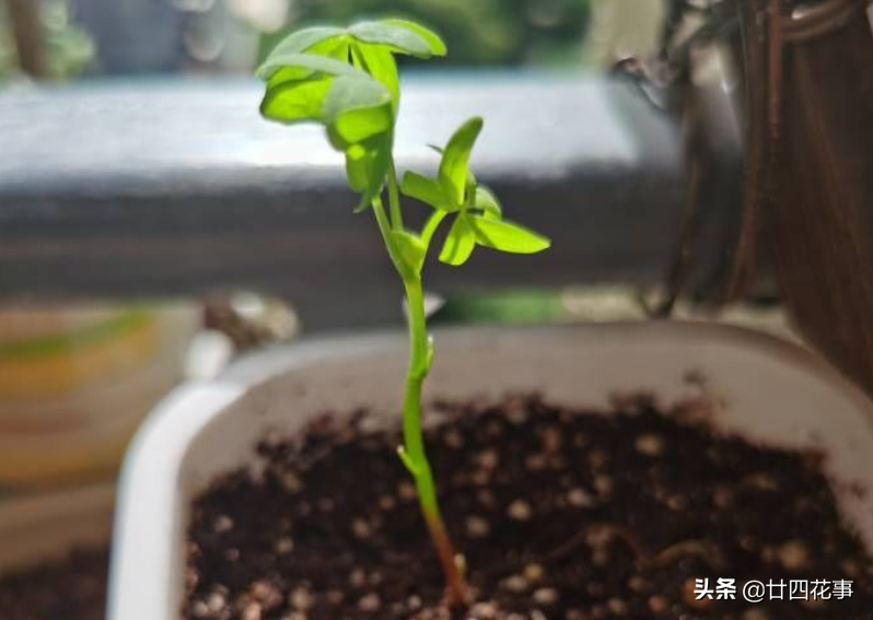 黄花酢浆草怎么养_黄花酢浆草养殖方法