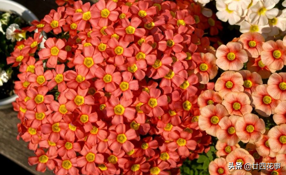 黄花酢浆草怎么养_黄花酢浆草养殖方法