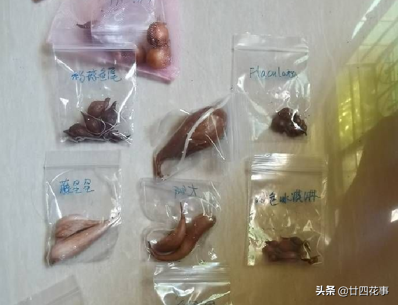 黄花酢浆草怎么养_黄花酢浆草养殖方法