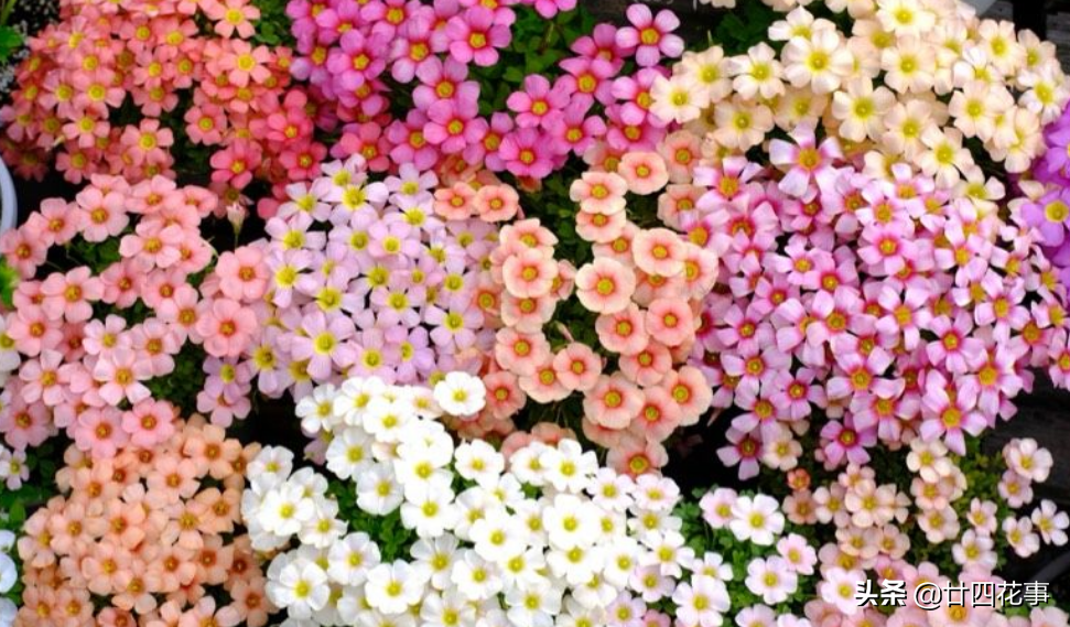 黄花酢浆草怎么养_黄花酢浆草养殖方法