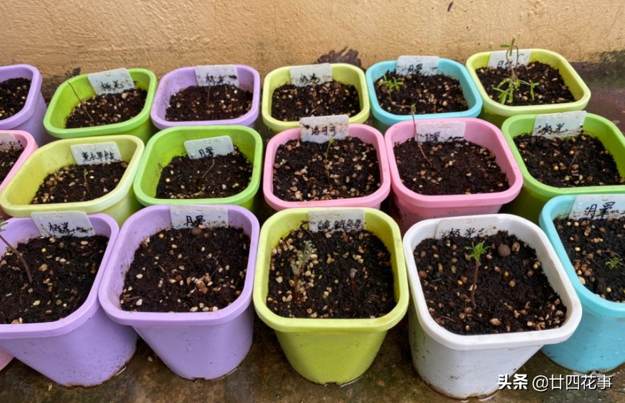 黄花酢浆草怎么养_黄花酢浆草养殖方法