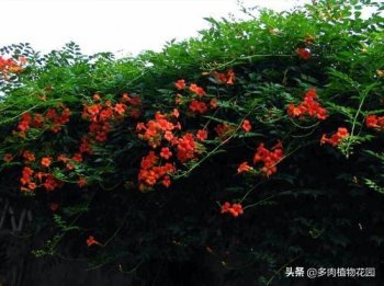 凌霄花怎么养_凌霄花养殖方法