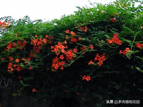 凌霄花怎么养_凌霄花养殖方法