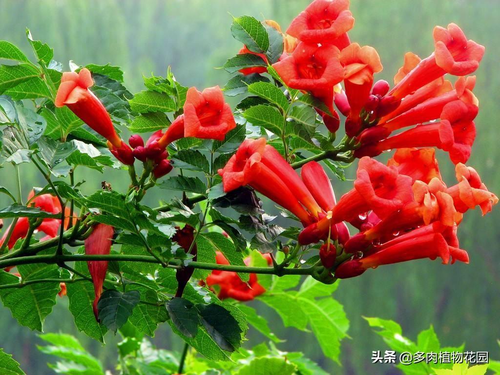 凌霄花怎么养_凌霄花养殖方法