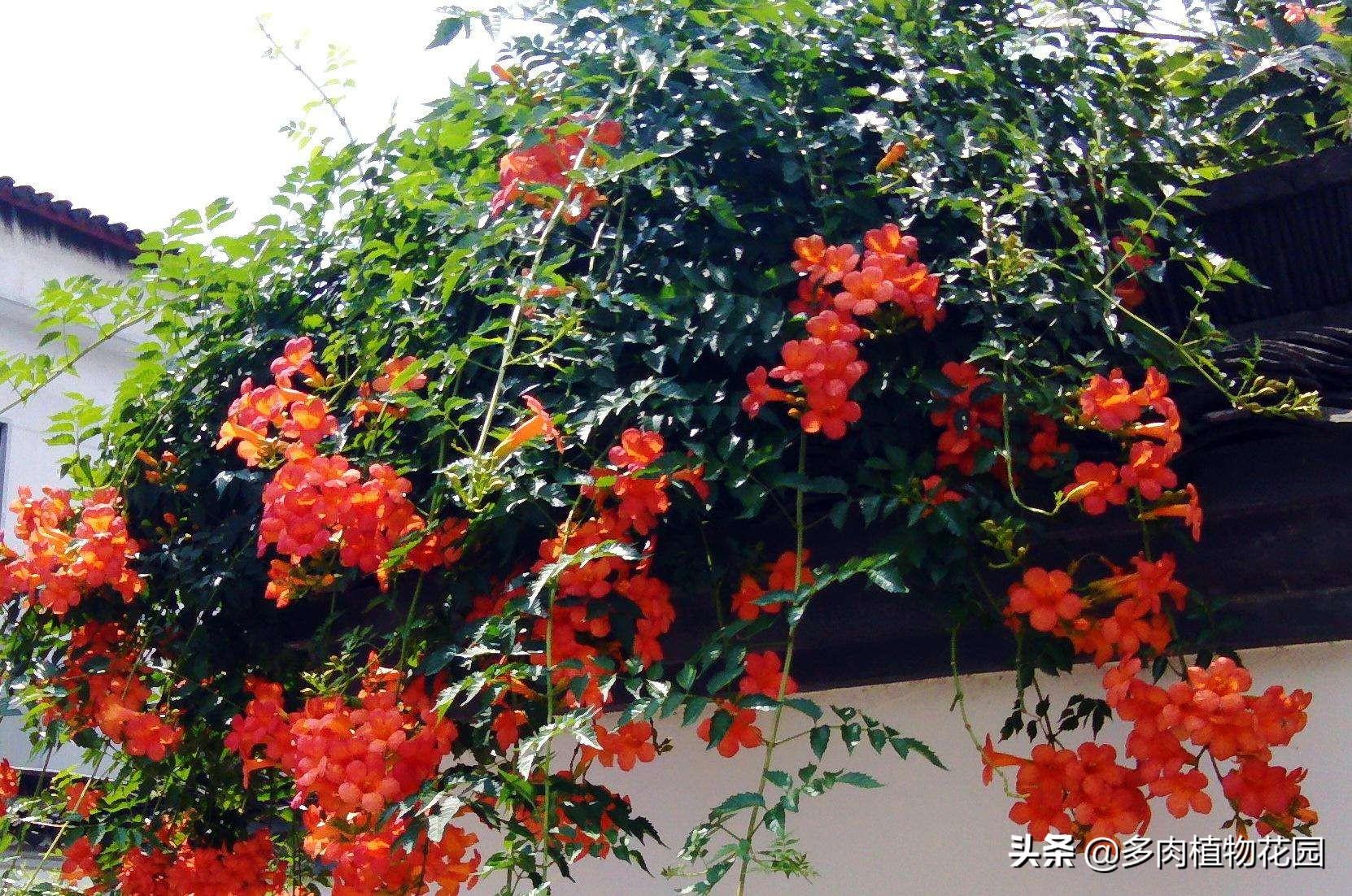 凌霄花怎么养_凌霄花养殖方法