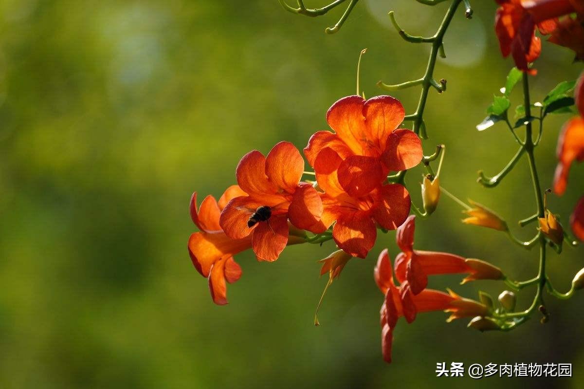 凌霄花怎么养_凌霄花养殖方法