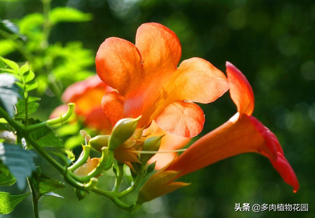 凌霄花怎么养_凌霄花养殖方法