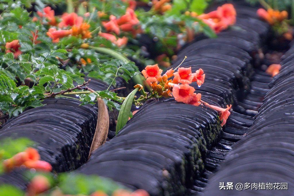 凌霄花怎么养_凌霄花养殖方法