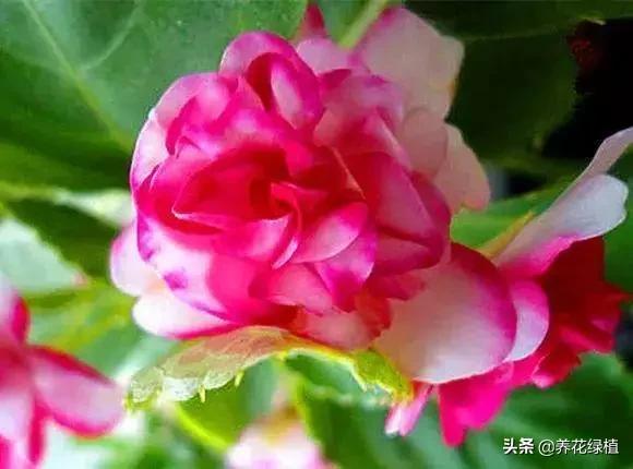 指甲花怎么养_指甲花养殖方法