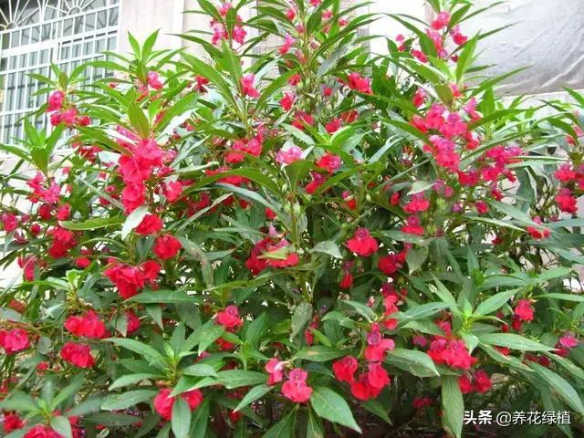 指甲花怎么养_指甲花养殖方法