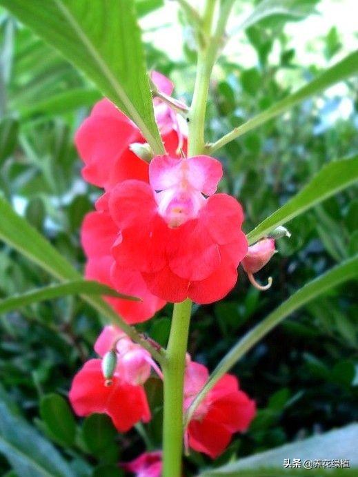 指甲花怎么养_指甲花养殖方法