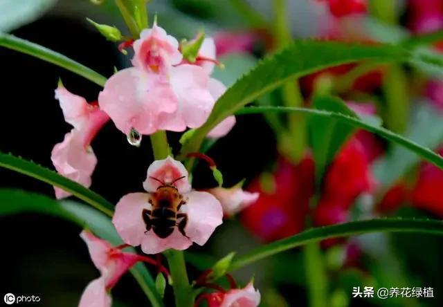 指甲花怎么养_指甲花养殖方法