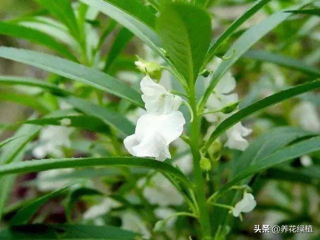 指甲花怎么养_指甲花养殖方法