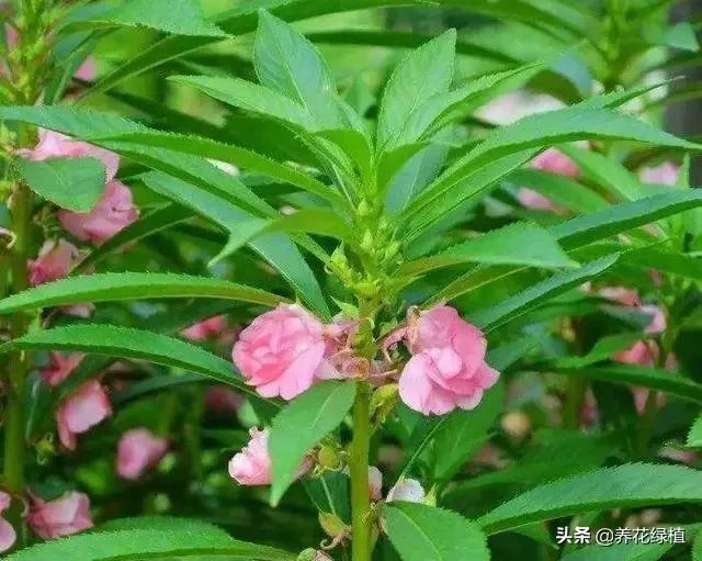 指甲花怎么养_指甲花养殖方法