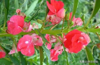 指甲花怎么养_指甲花养殖方法