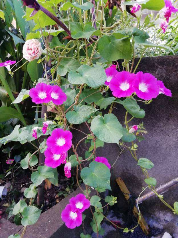 喇叭花怎么养_喇叭花养殖方法