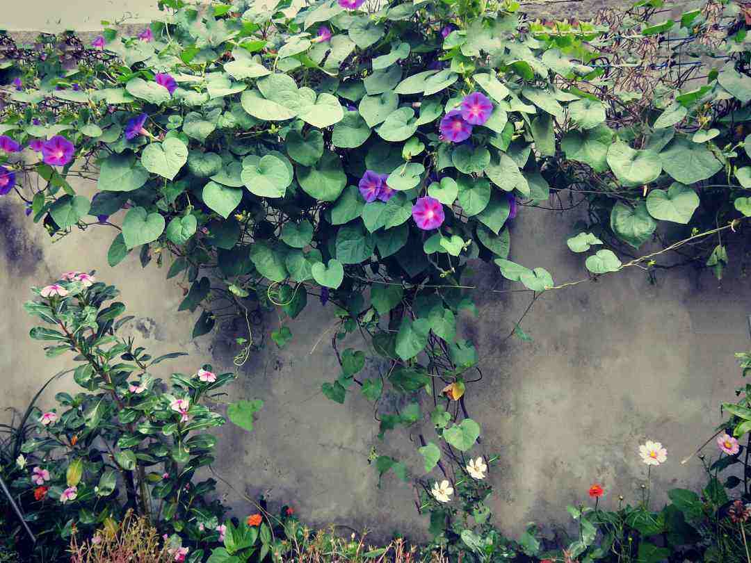 喇叭花怎么养_喇叭花养殖方法