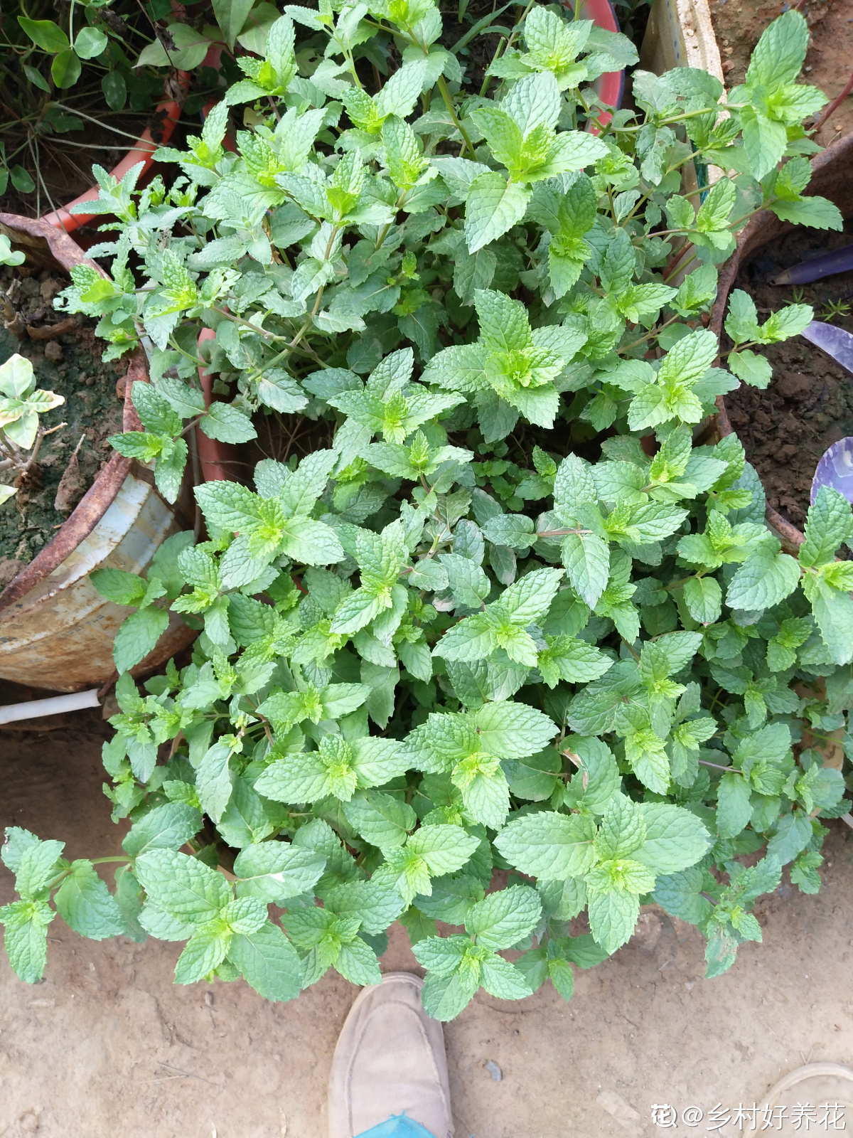 薄荷怎么养_薄荷的养殖方法