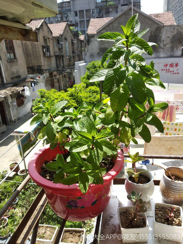 薄荷怎么养_薄荷的养殖方法