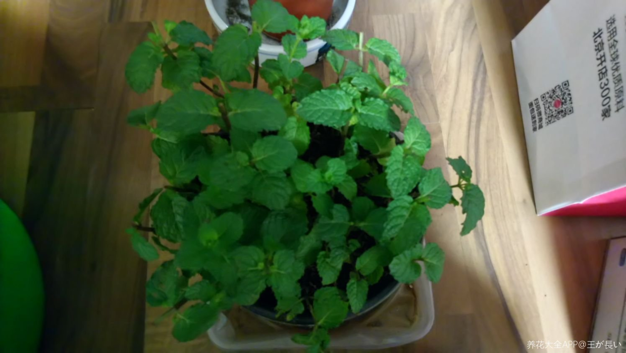 薄荷怎么养_薄荷的养殖方法