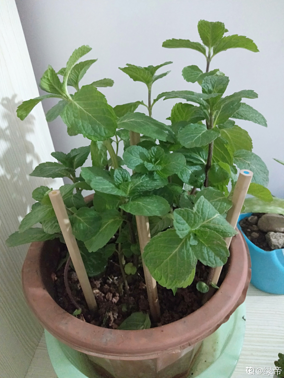 薄荷怎么养_薄荷的养殖方法