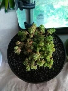 薄雪万年草怎么养_薄雪万年草的养殖方法
