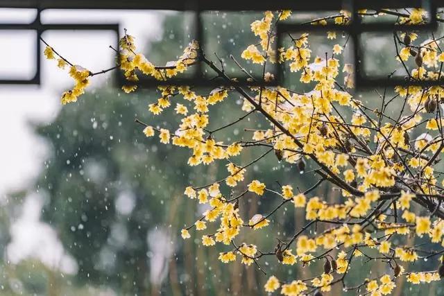 细雨绵绵的诗词有哪些_关于细雨绵绵的唯美诗词大全