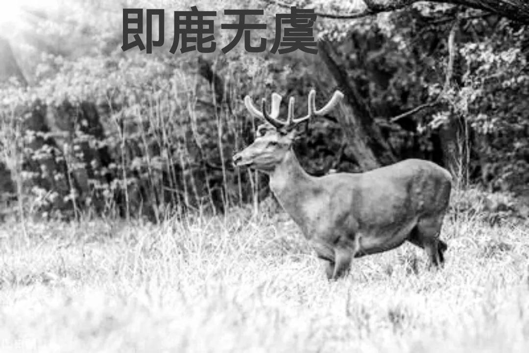 即鹿无虞有何典故_即鹿无虞的寓意