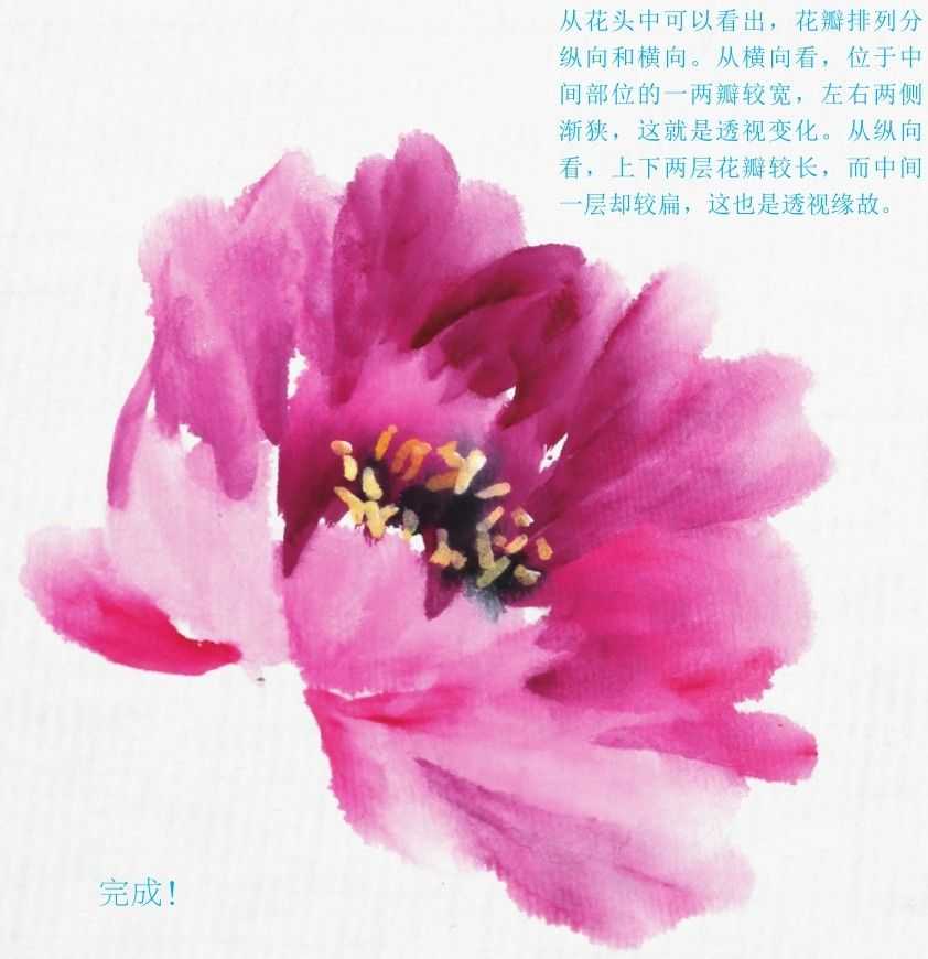 怎样画牡丹_画牡丹的技巧