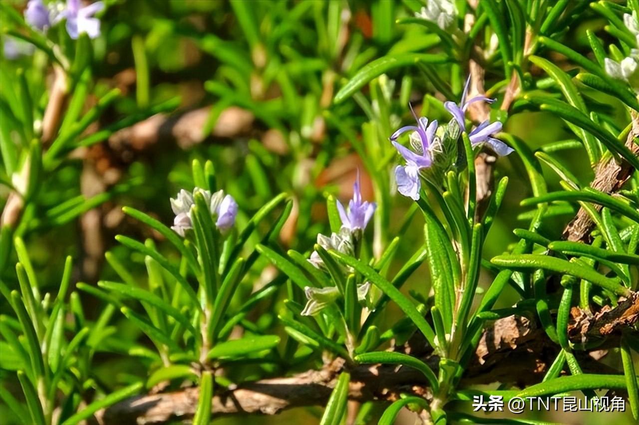 最香的花是什么花_最香最持久的那些花