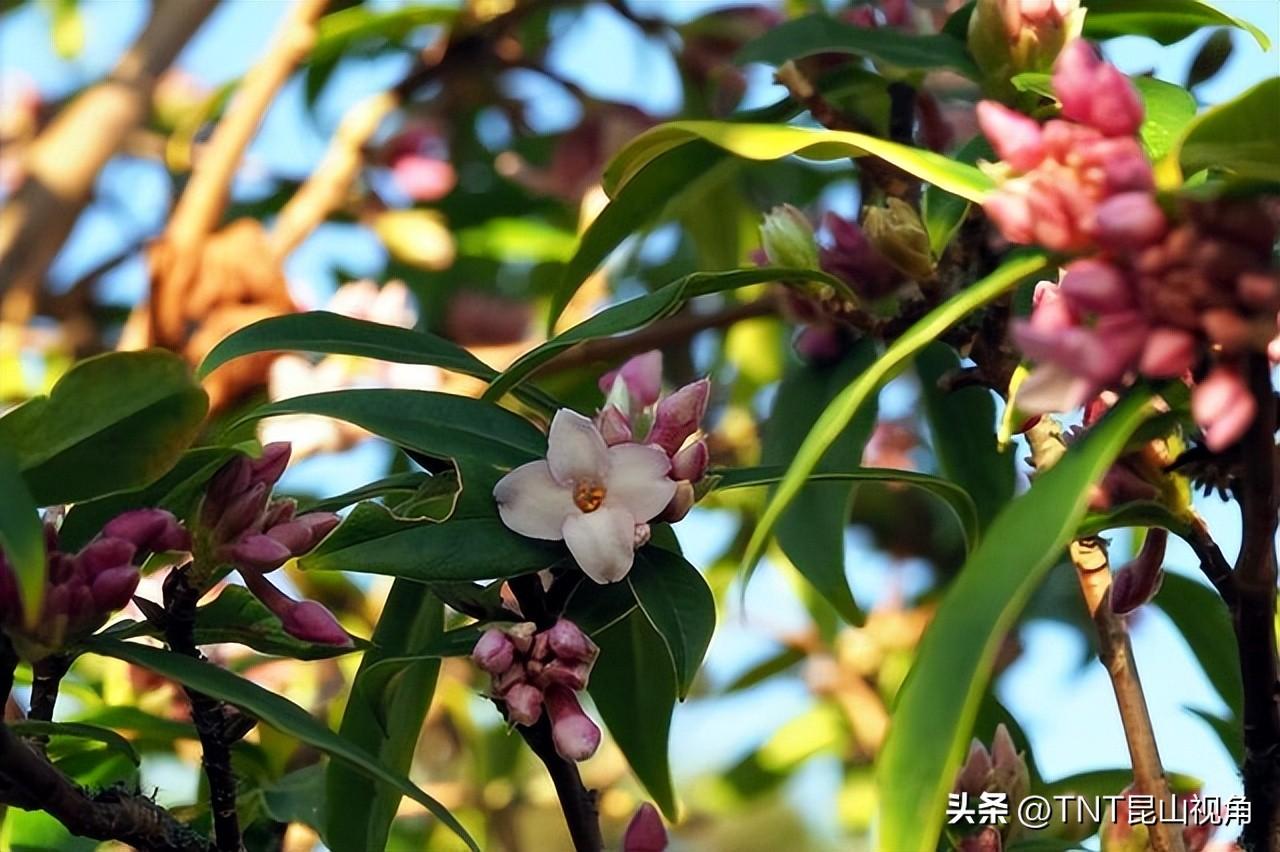 最香的花是什么花_最香最持久的那些花