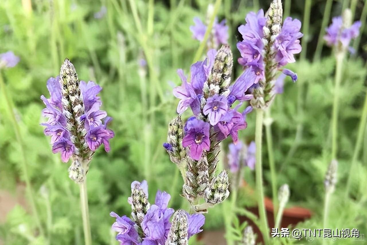 最香的花是什么花_最香最持久的那些花