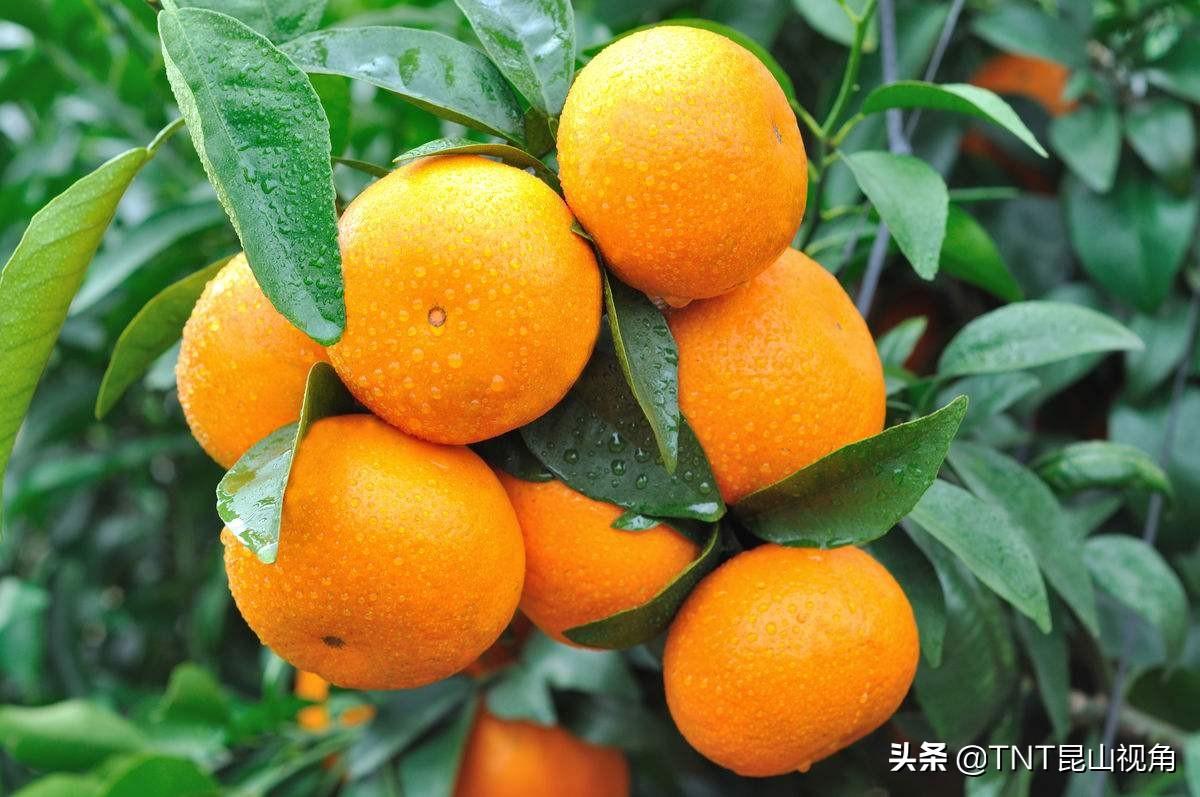 世界四大水果有哪些_世界四大水果合集