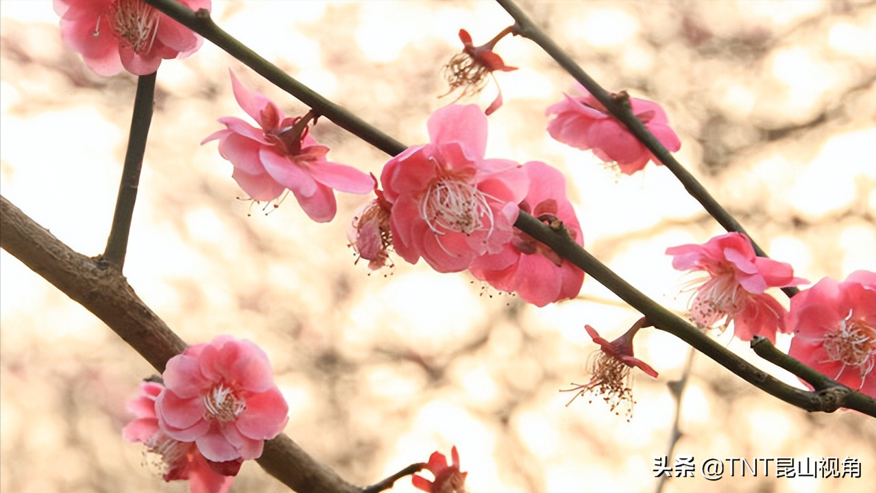 梅花的寓意是什么_梅花的寓意象征