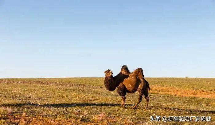 骆驼有几层眼睫毛_关于骆驼的相关知识